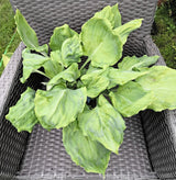 Chris' Alien Species Hosta