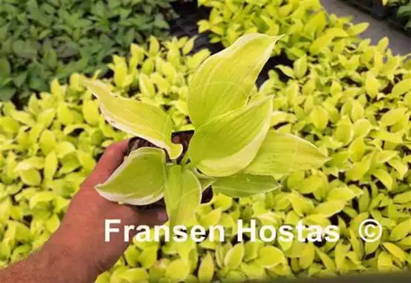 Chris' Caipi Hosta