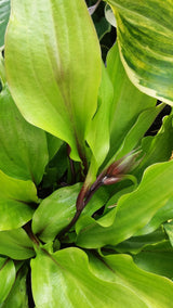 Chris' China Star Hosta