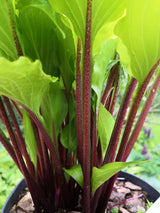 Chris' China Star Hosta