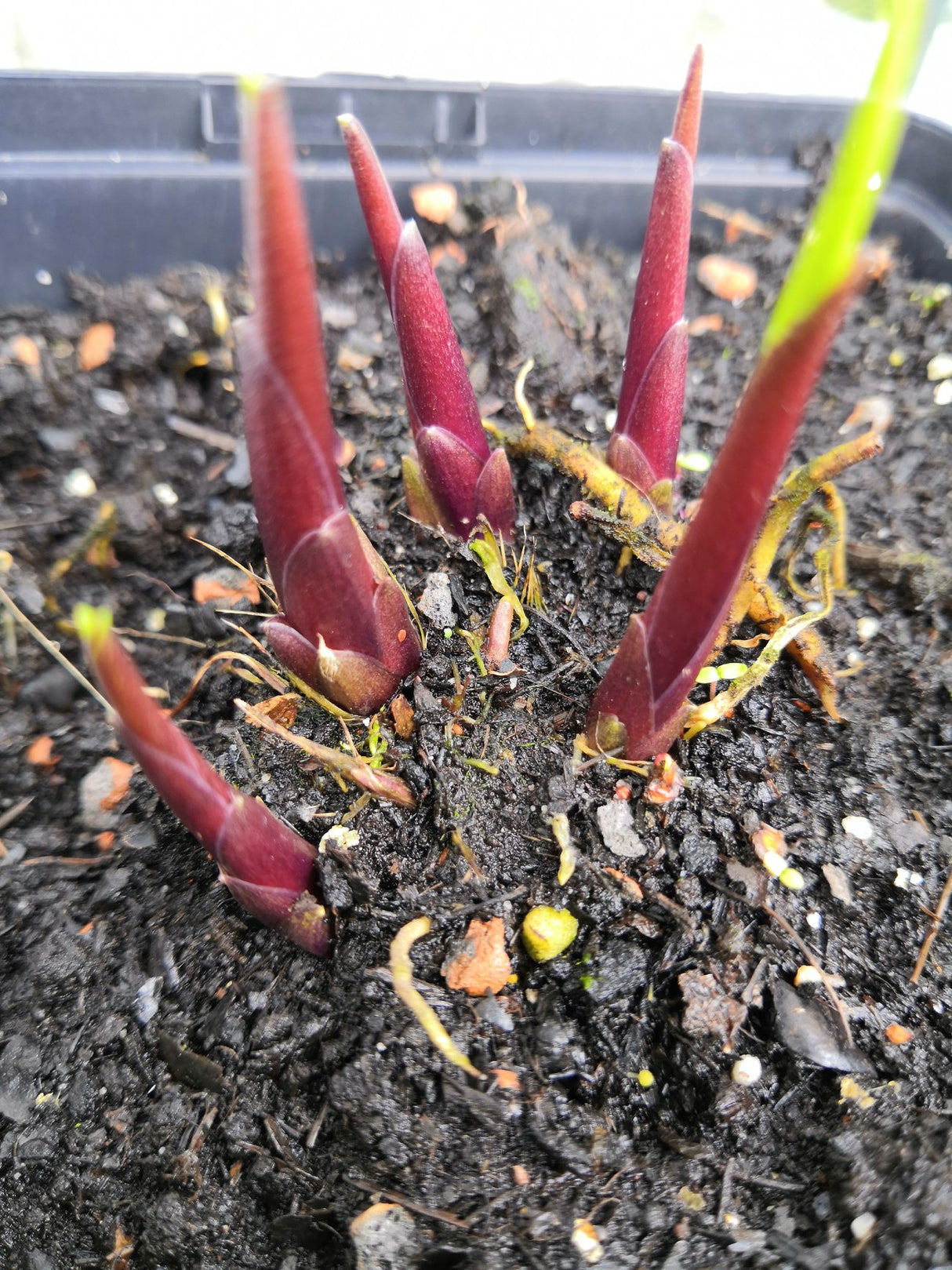 Chris' China Star Hosta