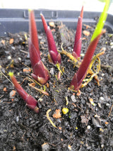 Chris' China Star Hosta
