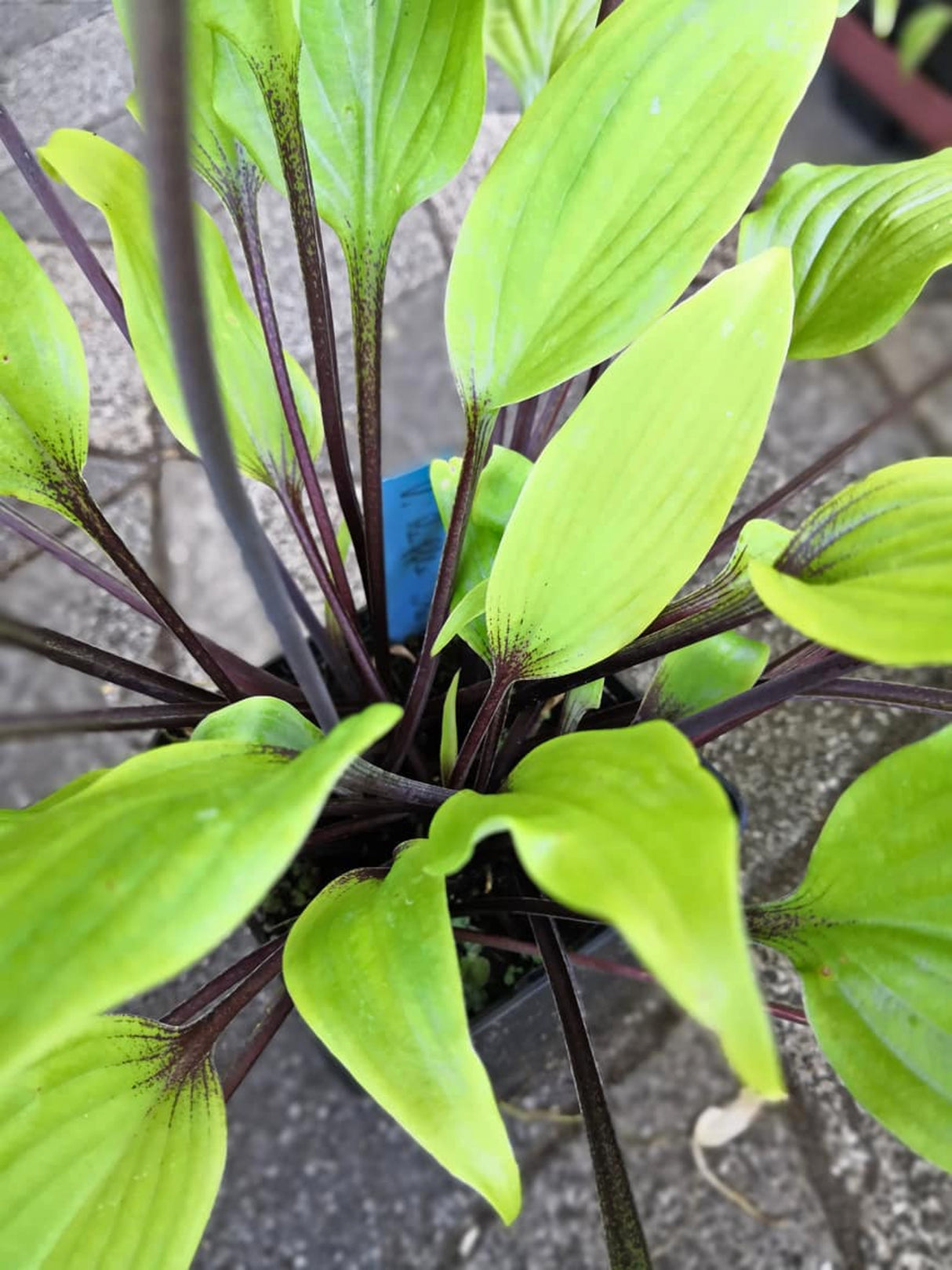 Chris' Darkest Purple Hosta