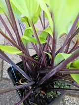 Chris' Darkest Purple Hosta