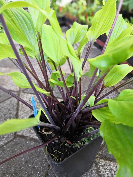 Chris' Darkest Purple Hosta