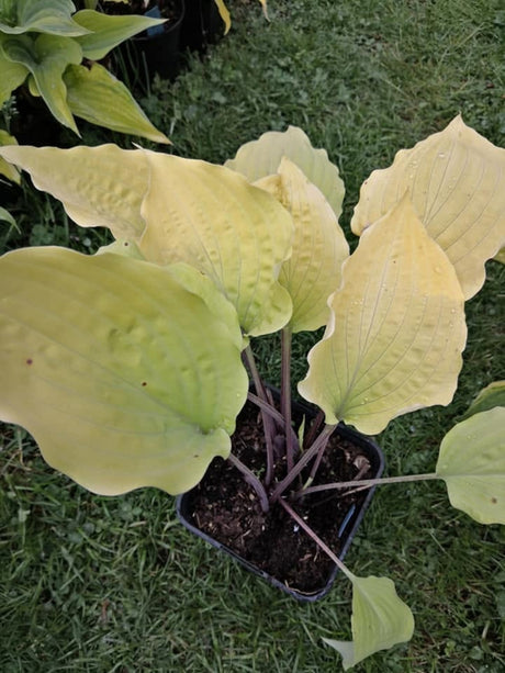 Chris' Gelbes Gold Hosta Courtesy of Christina Brinkmann