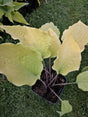 Chris' Gelbes Gold Hosta Courtesy of Christina Brinkmann