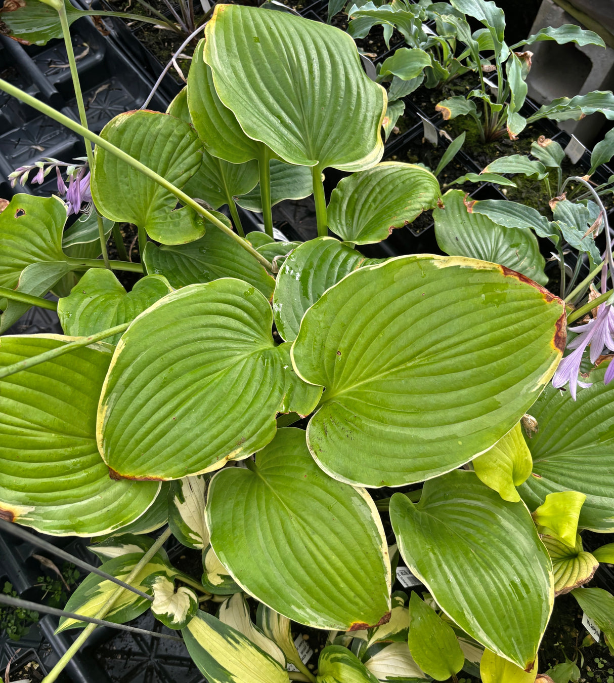 Chris' Heart's Cry Hosta