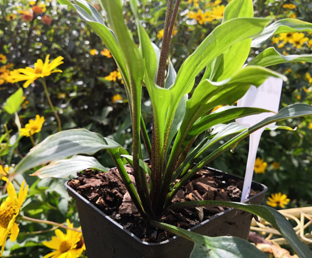 Chris' Little Watermelon Hosta