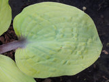 Chris' Pale Winner Hosta