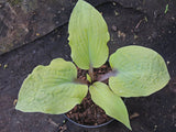 Chris' Pale Winner Hosta