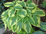 Christmas Charm Hosta