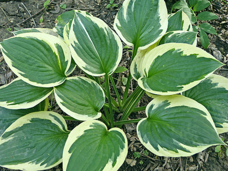 Christmas Charm Hosta