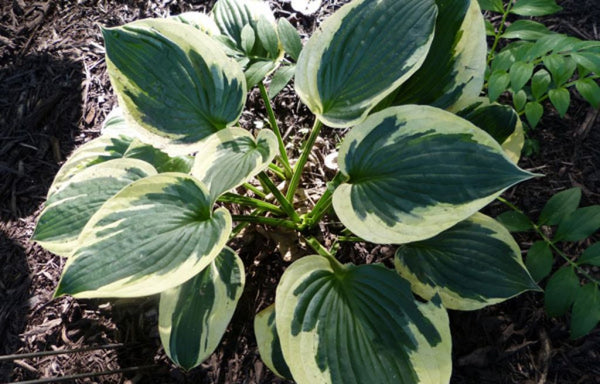 Christmas Charm Hosta