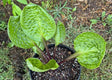 Christmas Toast Hosta