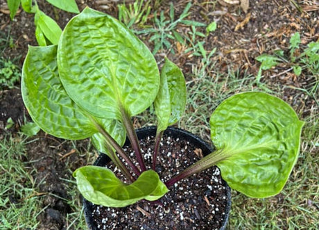 Christmas Toast Hosta