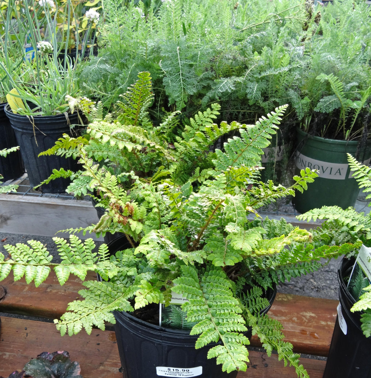 Christmas Fern