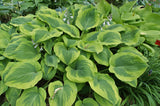 Climax Hosta - 4.5 Inch Container