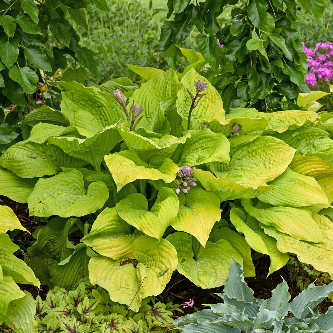 Coast to Coast Hosta - Giant Gold Hosta Plant Sun Tolerant – NH Hostas