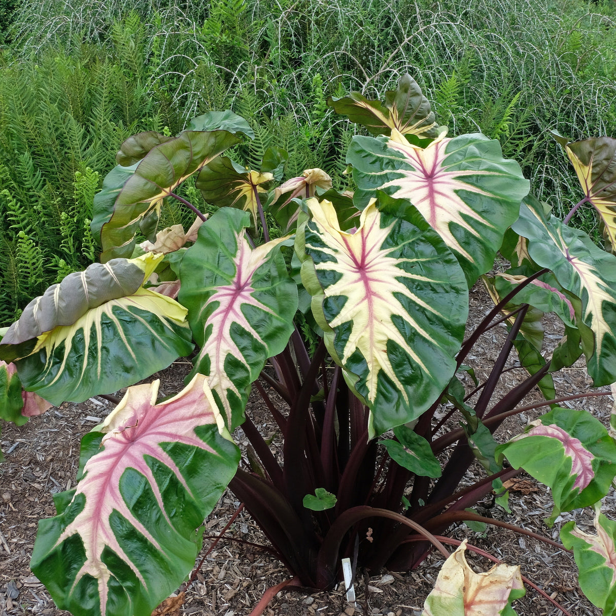 Colocasia esculenta 'Waikiki' PP34615