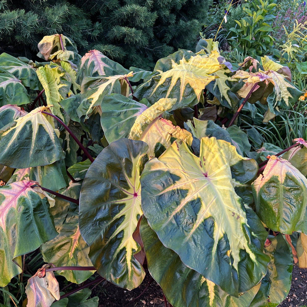 Colocasia esculenta 'Waikiki' PP34615