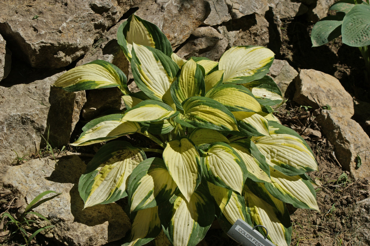 Color Festival Hosta