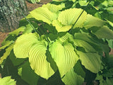 Combined Elegance Hosta