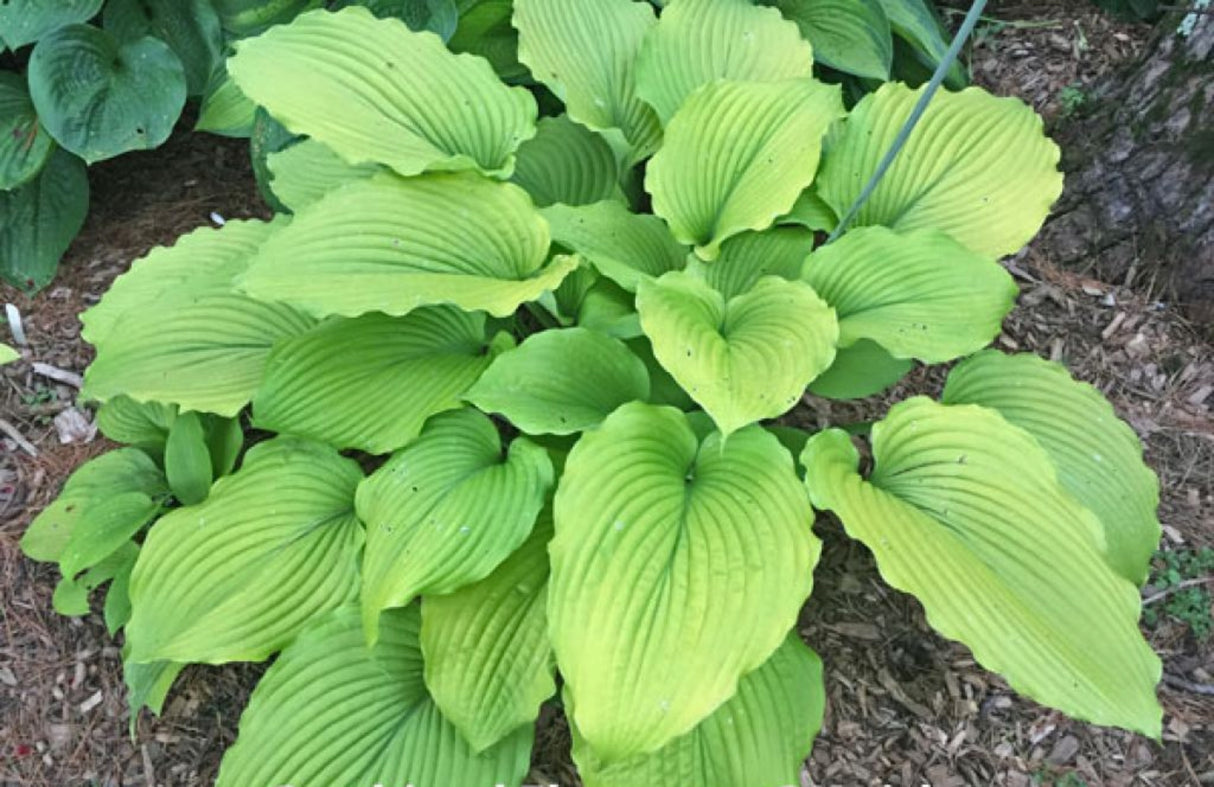 Combined Elegance Hosta