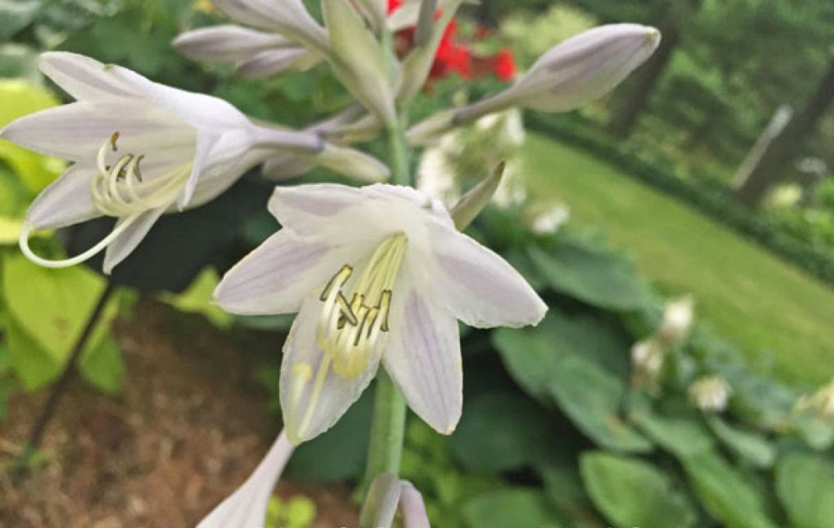 Combined Elegance Hosta