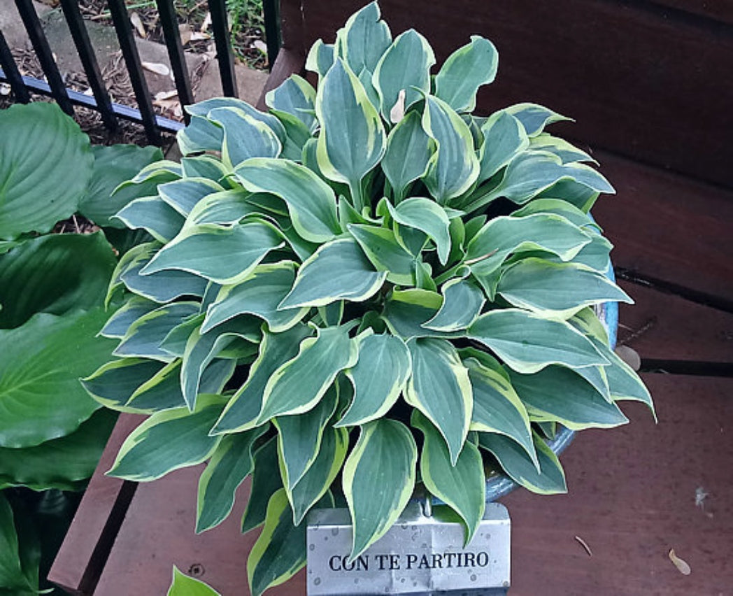Con Te Partiro Hosta Courtesy of The Hosta Library