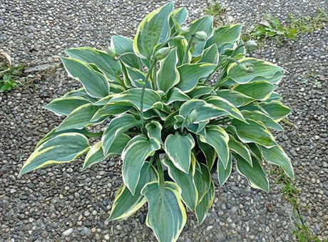 Con Te Partiro Hosta Courtesy of The Hosta Library
