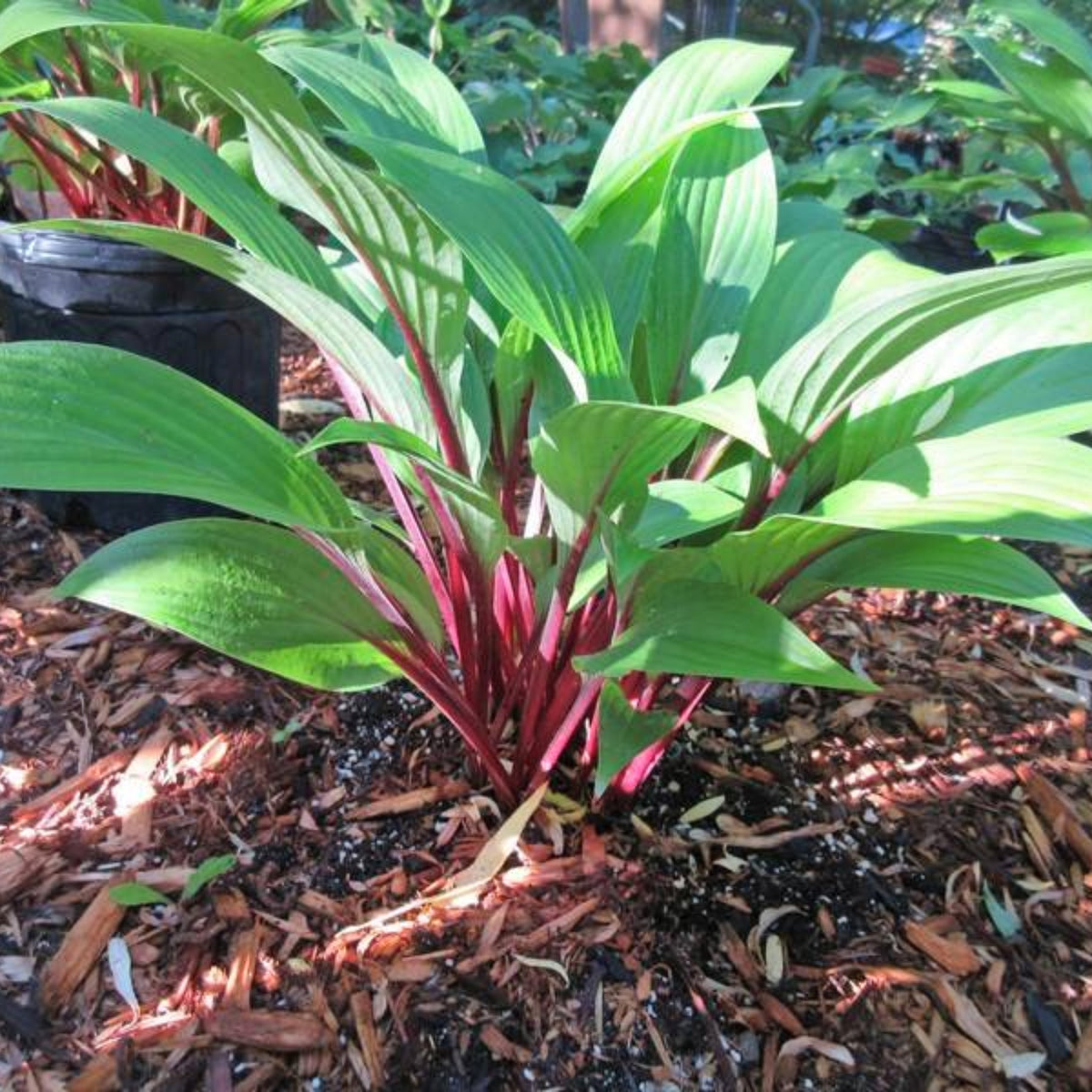 Considering Concordville Hosta - Medium Green Hosta With Red Petioles ...