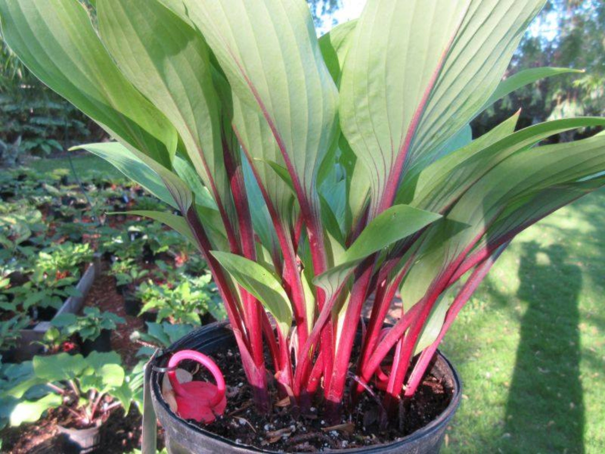 Considering Concordville Hosta - Medium Green Hosta With Red