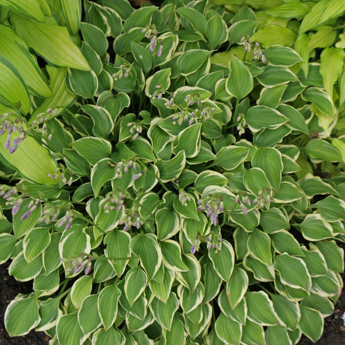 Cookie Crumbs Hosta