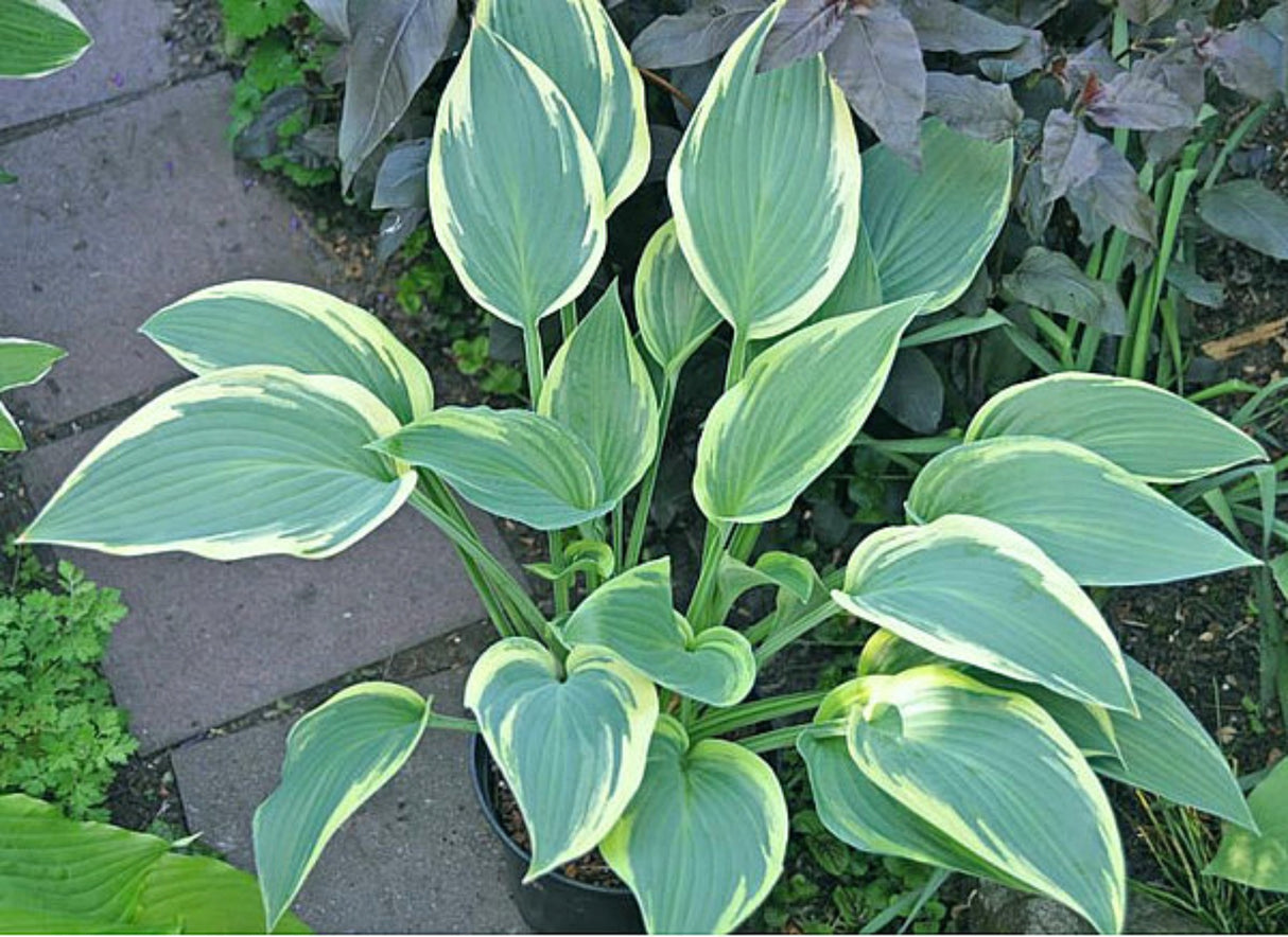 Cool Mistress Hosta