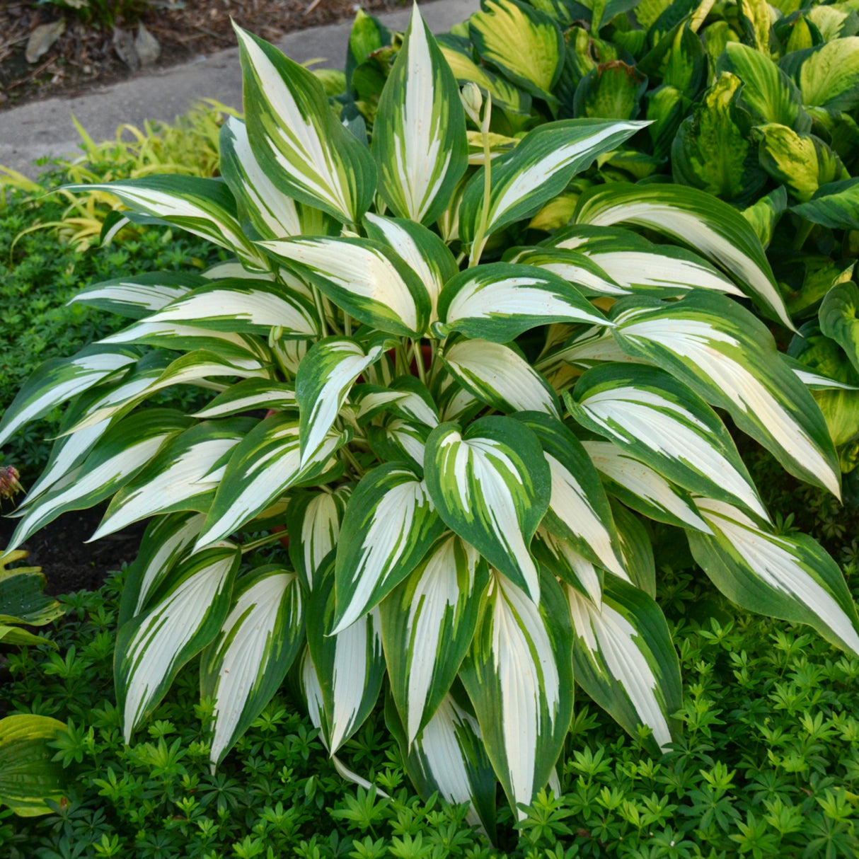 Cool as a Cucumber Hosta - 4.5 Inch Container