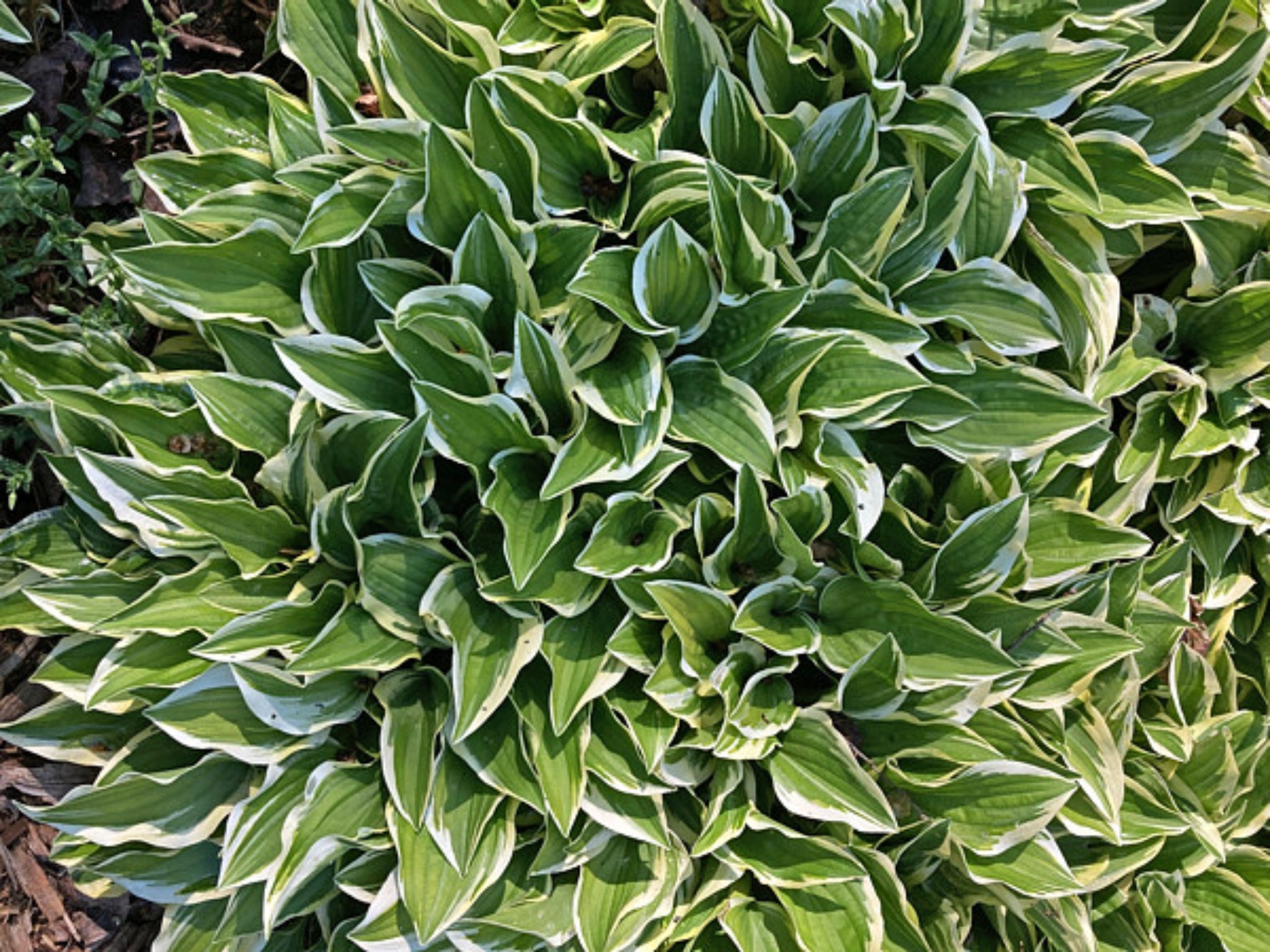 Cosmic Dew Hosta – NH Hostas
