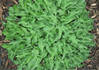 Cowlick Hosta Courtesy of The Hosta Library