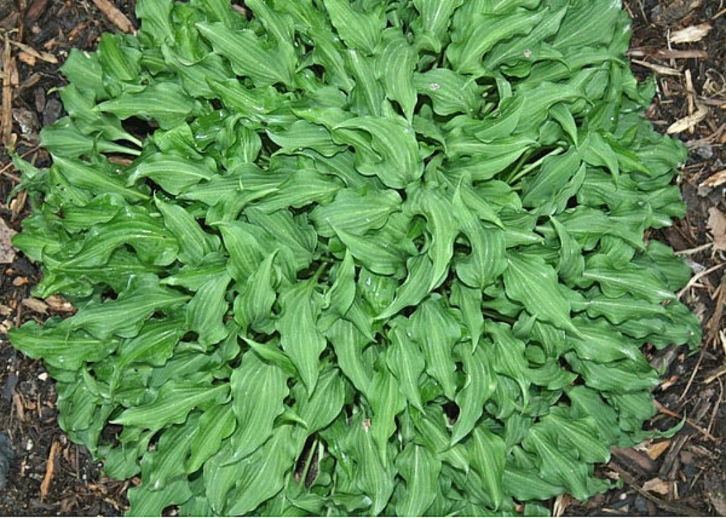 Cowlick Hosta Courtesy of The Hosta Library
