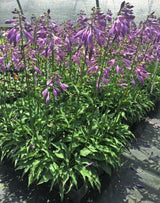 Cowlick Hosta Courtesy of Plant Delights Nursery