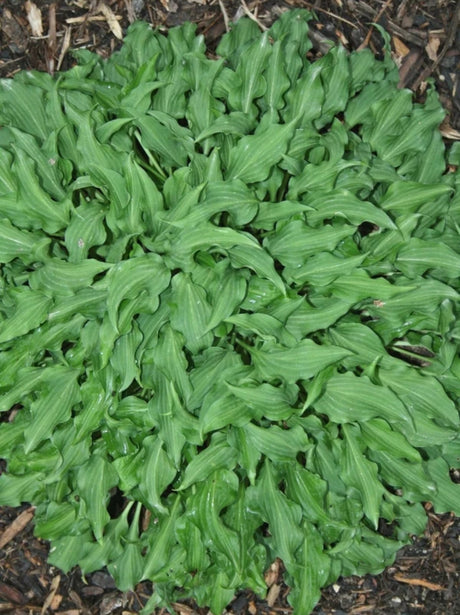 Cowlick Hosta Courtesy of Plant Delights Nursery