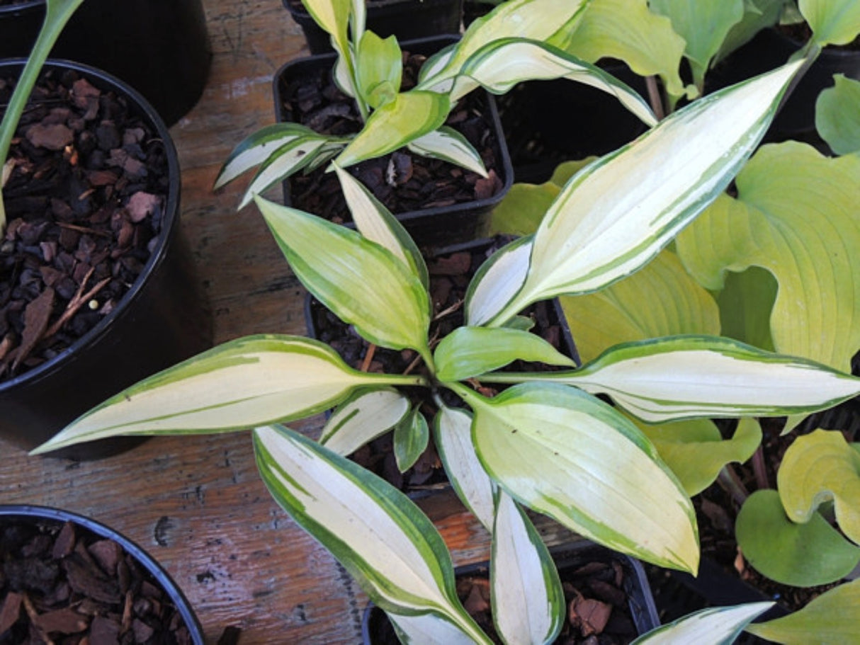 Cream Cake Hosta