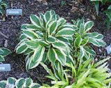 Crepe Soul Hosta - 3 Inch Container