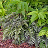 Crested Surf Painted Fern (NEW For 2020!)