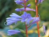 Crimson Desire Hosta