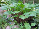 Crimson Desire Hosta