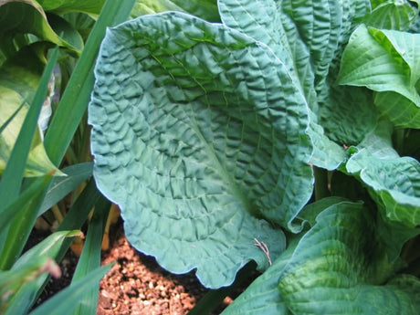 Crinkled Leather Hosta