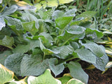 Crinkled Leather Hosta