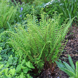 Cristata the King Male Fern