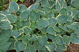 Crusader Hosta - 4.5 Inch Container